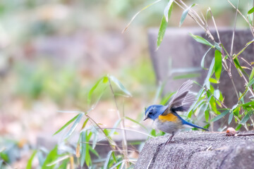 幸せの青い鳥、可愛いルリビタキ（ヒタキ科）。

日本国神奈川県にて。
2023年冬撮影。
