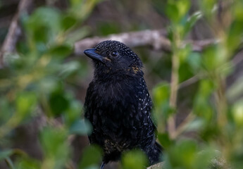 Large-tailed Antbird (Mackenziaena leachii)