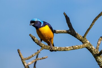 Golden-rumped Euphonia (Cyanophonia cyanocephala)