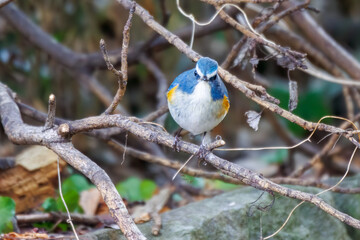 幸せの青い鳥、可愛いルリビタキ（ヒタキ科）。

日本国神奈川県にて。
2023年冬撮影。

