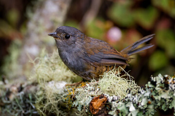 Rock tapaculo (Scytalopus petrophilus)