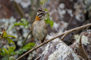 Rufous-collared sparrow (zonotrichia capensis)