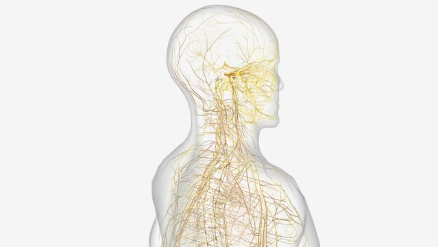 Cranial Nerves I, olfactory, The olfactory nerve carries impulses for the sense of smell .