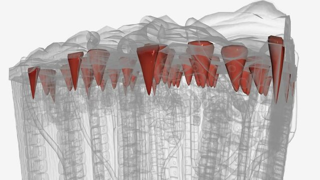Trabecula is a supportive and connective tissue element which form in cancellous bone.