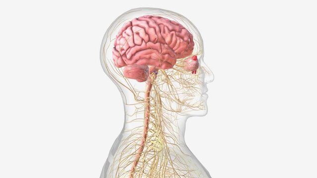 The central nervous system is the brain and spinal cord, while the peripheral nervous system consists of everything else.
