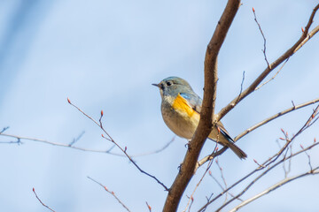 幸せの青い鳥、可愛いルリビタキ（ヒタキ科）。

日本国神奈川県にて。
2023年冬撮影。
