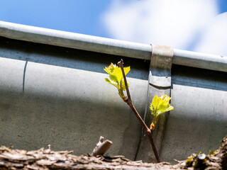 A small plant with fresh green leaves sprouts near a metal gutter, contrasting the natural growth with man-made material under bright daylight.