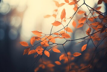 orange autumn leaves