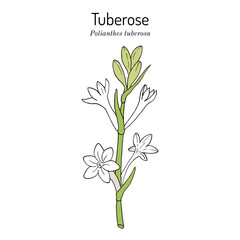 Fototapeta na wymiar Tuberose (agave amica or Polianthes tuberosa), edible, ornamental and medicinal plant