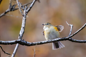 幸せの青い鳥、可愛いルリビタキ（ヒタキ科）。

日本国神奈川県にて。
2023年冬撮影。
