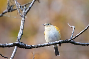 幸せの青い鳥、可愛いルリビタキ（ヒタキ科）。

日本国神奈川県にて。
2023年冬撮影。
