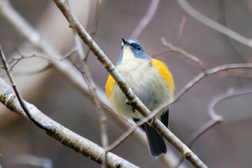 Fototapeta premium 幸せの青い鳥、可愛いルリビタキ（ヒタキ科）。日本国神奈川県にて。 2023年冬撮影。 