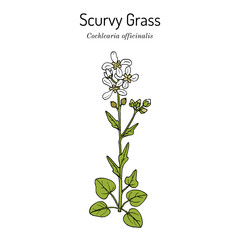 Scurvy Grass (Cochlearia officinalis), medicinal plant