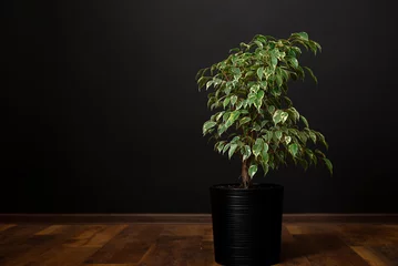 Tuinposter Beautiful lush houseplant Ficus benjamina, commonly known as weeping fig, benjamin fig or ficus tree growing in modern home room. © stenkovlad