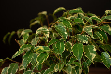 Beautiful lush houseplant Ficus benjamina, commonly known as weeping fig, benjamin fig or ficus tree growing in modern home room.