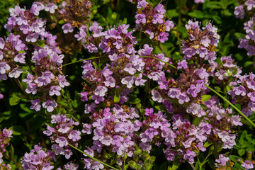 Blossoming fragrant Thymus serpyllum, Breckland wild thyme, creeping thyme, or elfin thyme close-up, macro photo. Beautiful food and medicinal plant in the field in the sunny day