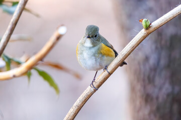 幸せの青い鳥、可愛いルリビタキ（ヒタキ科）。

日本国神奈川県にて。
2023年冬撮影。

