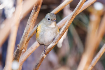 幸せの青い鳥、可愛いルリビタキ（ヒタキ科）。

日本国神奈川県にて。
2023年冬撮影。
