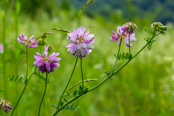 Securigera varia or Coronilla varia, commonly known as crownvetch or purple crown vetch