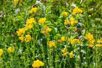 Close up of birds foot trefoil lotus corniculatus flowers in bloom