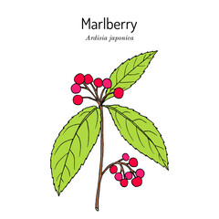 Marlberry (Ardisia japonica), medicinal plant