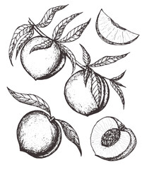 Apricot vector drawing set. Hand drawn fruit, branch and sliced pieces. Summer food engraved style illustration. Detailed vegetarian sketch. Great for label, poster, print, menu