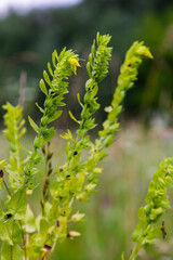 natural flower photos growing in rural areas