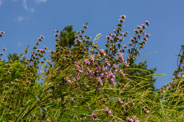 Phlomis Phlomoides tuberosa wildflowers on clear green background. Dark red stems with...