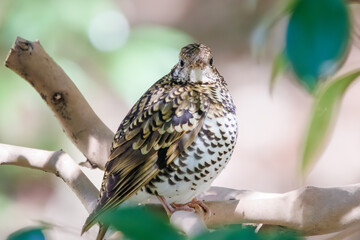 幸せの青い鳥、可愛いルリビタキ（ヒタキ科）。

日本国神奈川県にて。
2023年冬撮影。
