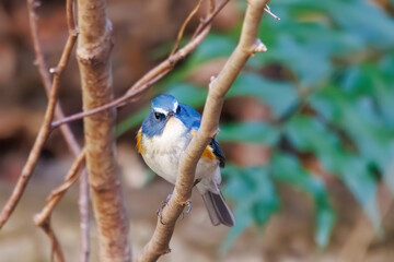 幸せの青い鳥、可愛いルリビタキ（ヒタキ科）。

日本国神奈川県にて。
2023年冬撮影。
