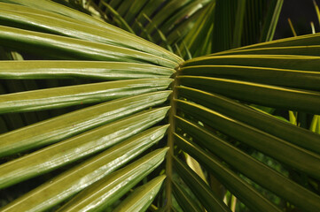 folhas de palmeira real 