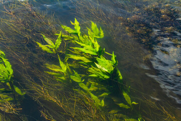 Aquatic plants. Freshwater algae background. Photographer's shadow. Ecological concept. Blur under...