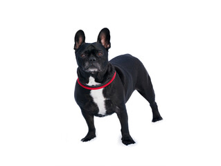french bulldog with a red collar standing in the snow isolated on a white background