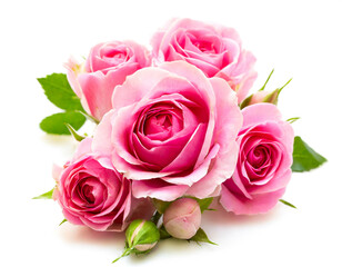 Naklejka premium rosa rosen isoliert auf weißen Hintergrund, Freisteller 