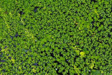 Duckweed - Cultivation of duckweed. Lemna trisulca