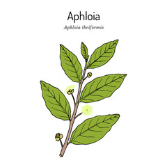 Aphloia theiformis medicinal plant