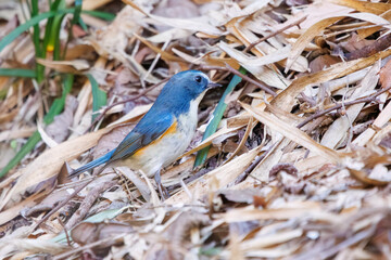幸せの青い鳥、可愛いルリビタキ（ヒタキ科）。

日本国神奈川県にて。
2023年冬撮影。

