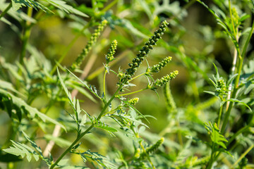 Flower of a common ragweed, Ambrosia artemisiifolia