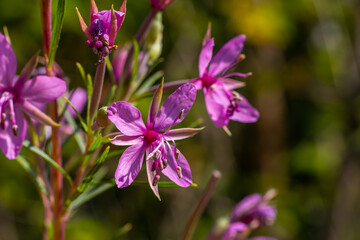 Pink Flowering Chamerion Dodonaei Alpine Willowherb Plant