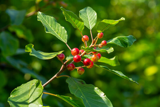 Branches of Frangula alnus with black and red berries. Fruits of Frangula alnus