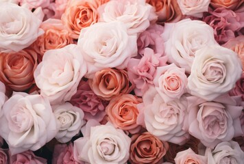 background with a lot of pink and white roses