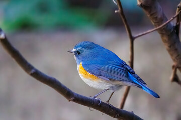 Obraz premium 幸せの青い鳥、可愛いルリビタキ（ヒタキ科）。日本国神奈川県にて。 2023年冬撮影。 