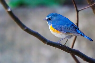 幸せの青い鳥、可愛いルリビタキ（ヒタキ科）。

日本国神奈川県にて。
2023年冬撮影。
