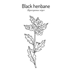 Black Henbane, or stinking nightshade (Hyoscyamus niger), medicinal plant