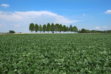 Green cultivated soy bean plant in field with trees in backgrounds and blue sky and clouds, agriculture in spring