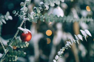 Embrace the Hygge spirit with a red globe ornament hanging on an Euclaitus tree branch, surrounded...