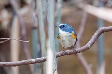 幸せの青い鳥、可愛いルリビタキ（ヒタキ科）。

日本国神奈川県にて。
2023年冬撮影。
