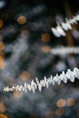 Unique ultra-high-resolution photo of a eucalyptus branch with defocused bokeh lights, with copyspace for winter holiday cards.