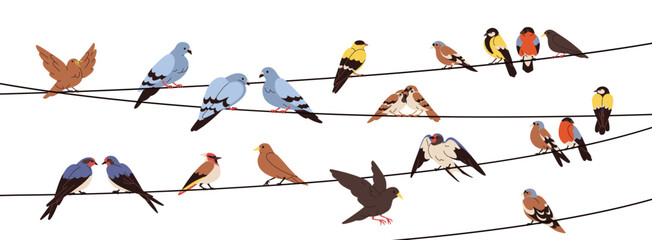 Birds sitting on wires, perching on electric lines, strings. Spring feathered animals group landing. Different species resting on cables. Flat graphic vector illustration isolated on white background - obrazy, fototapety, plakaty