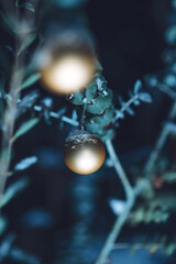 Two glass globes covered with snow and ice during a frosty winter on a eucalyptus tree branch, perfect for a greeting card